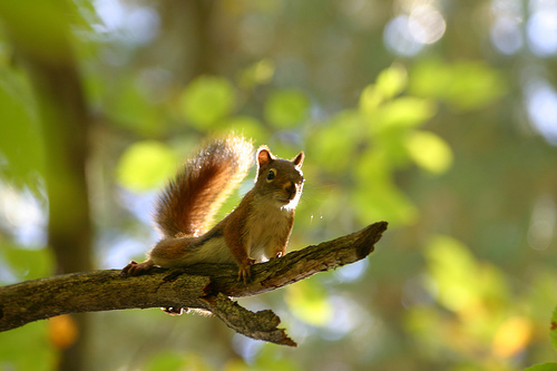 out on a limb