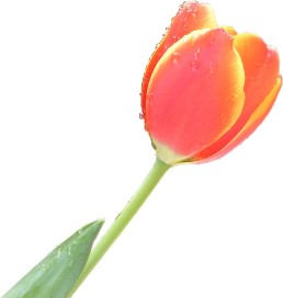 a single Tulip