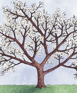 Branching Tree