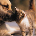 Brian Leftow: Philosophers and Christians as dogs and cats