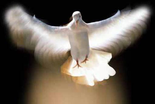 dove-holy-spirit