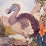 extinct dodo bird