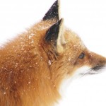 red fox