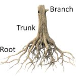 root, trunk, branch