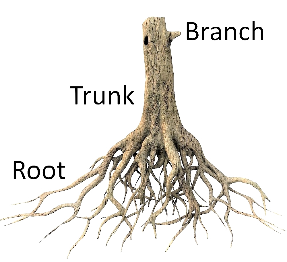 root, trunk, branch