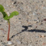 podcast 346 – Is Jesus still a man? – Part 2