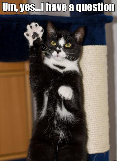 this cat has a question, so is raising his paw