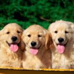 apologist commits to actual Trinity theory, faceplants - Part 2