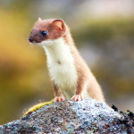 weasel-talk about early Christianity and the Trinity