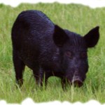 HoG: The Most Divine Content-Fallacy, and 'Is the Divine Word Practical Knowledge?' (Scott)